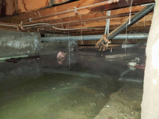 Best Mold removal after water damage  in Coupeville, WA